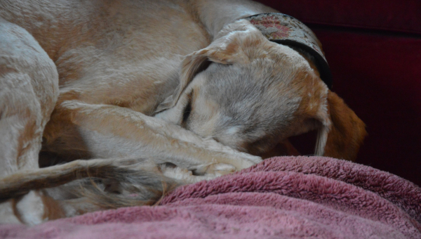 Analphabetismus oder das Nacktmull