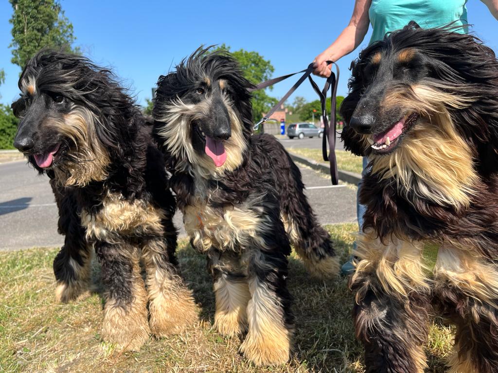 Welcome Toola, Timothy & Clooney