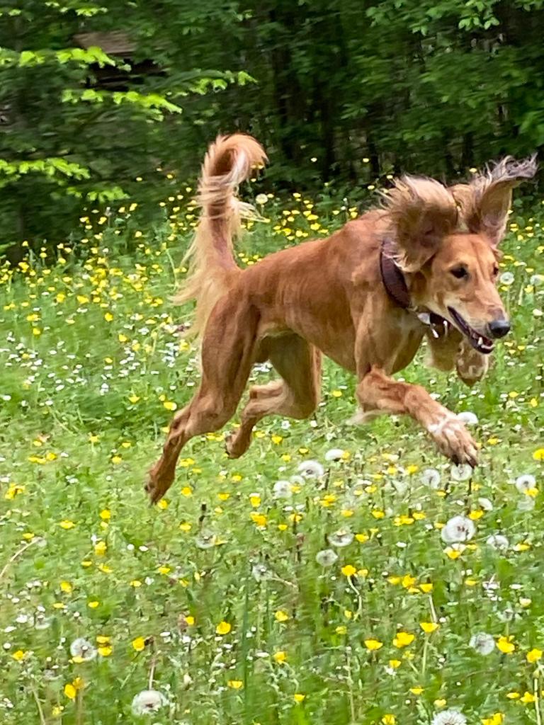 Bashi bleibt zuhause