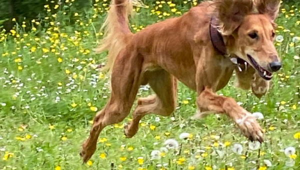 Bashi bleibt zuhause