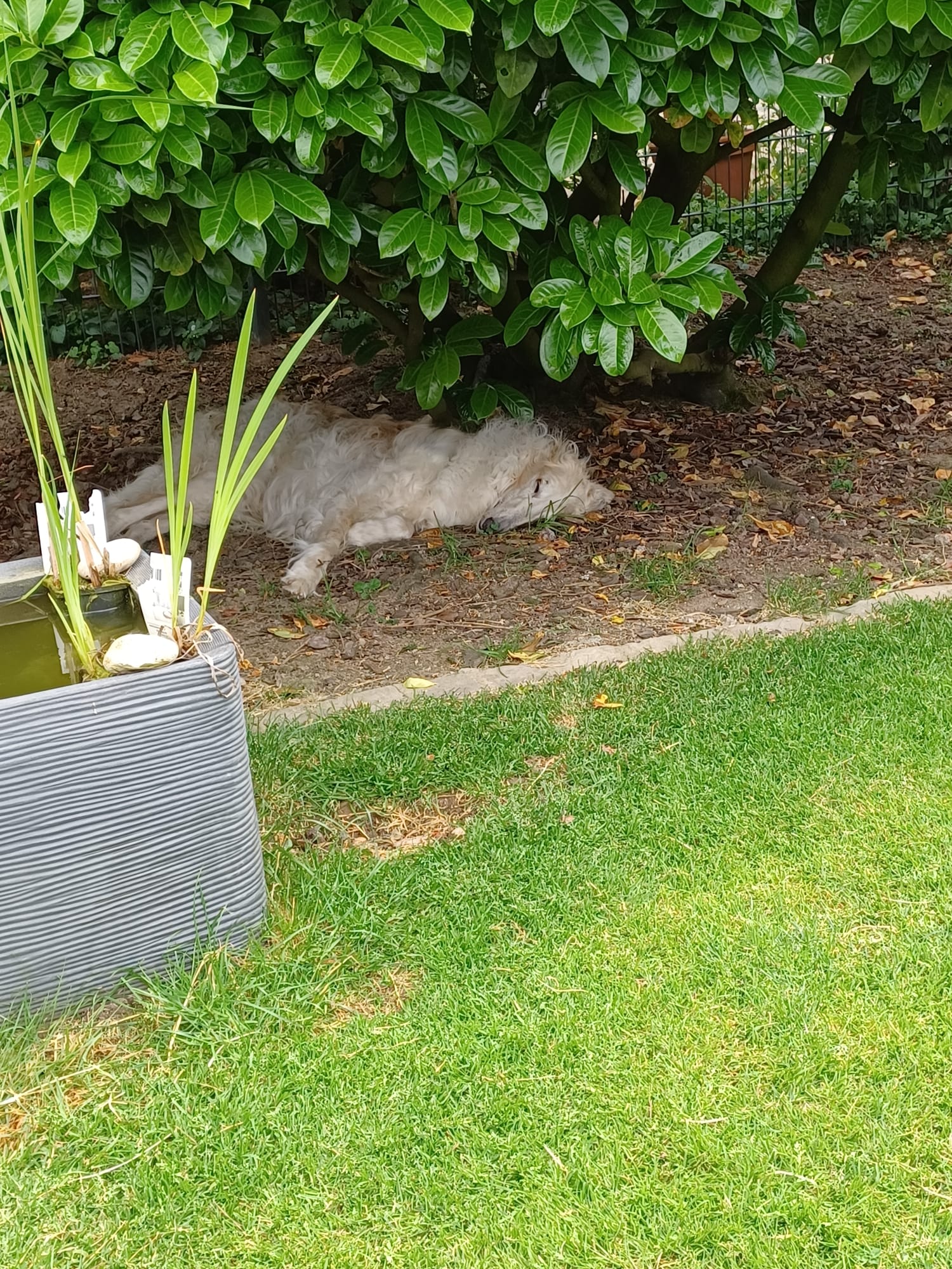 Barsoi-Rüde: Winnie