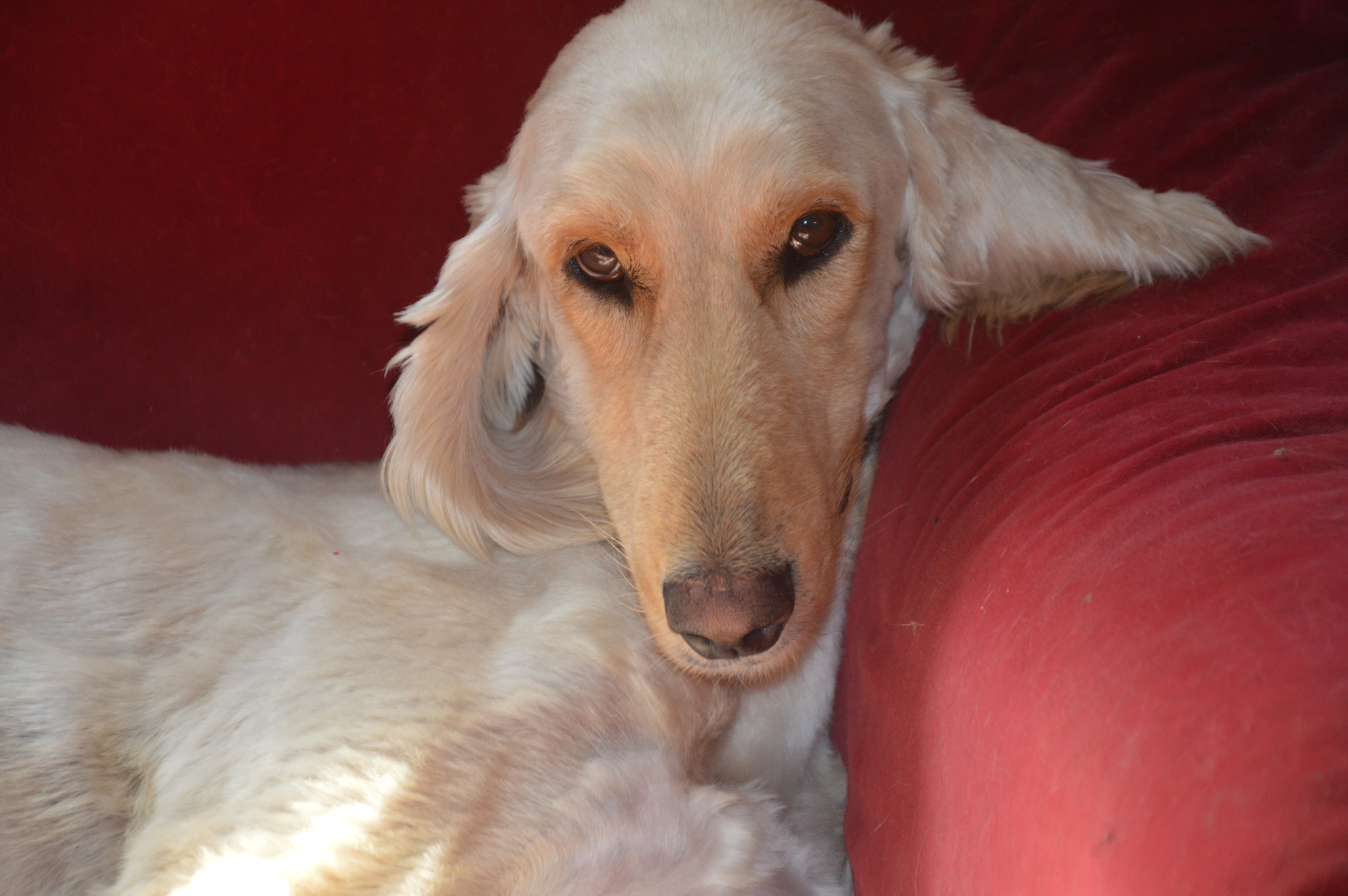 Afghanen-Rüde: Stewart