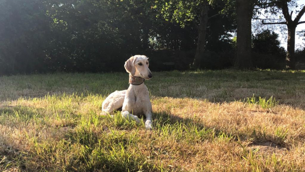 Jungtiere bei der iWi