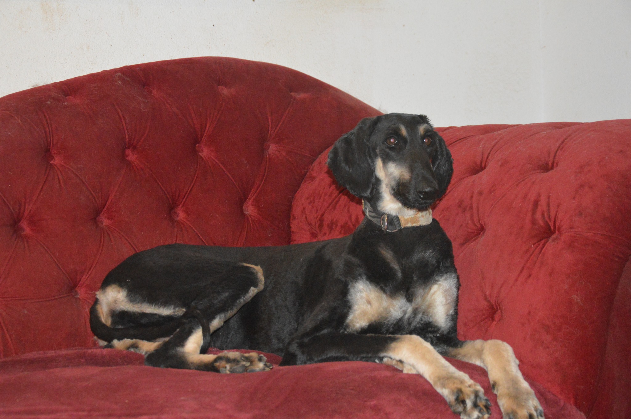 Penny will kein Model werden