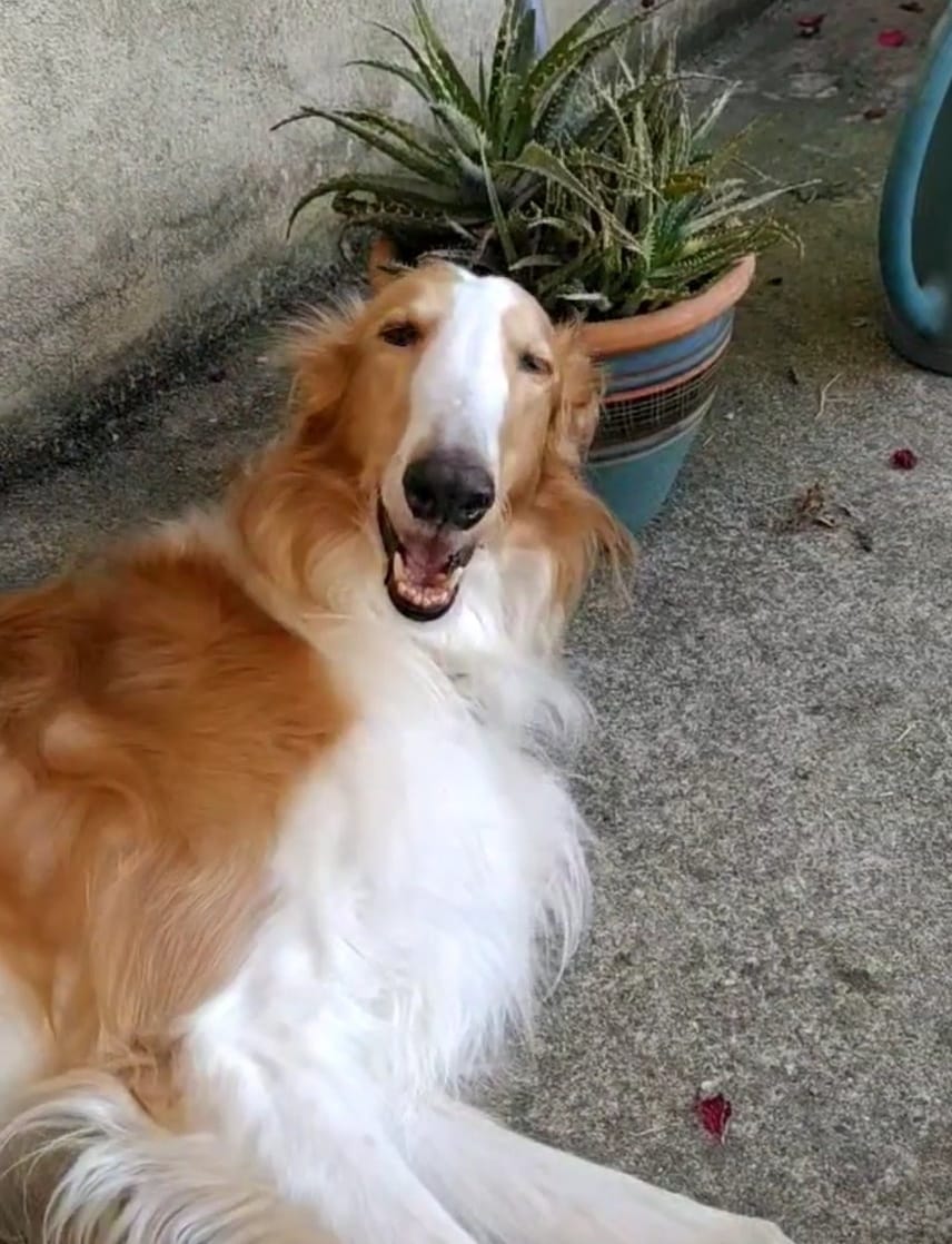 Vadim im neuen Zuhause