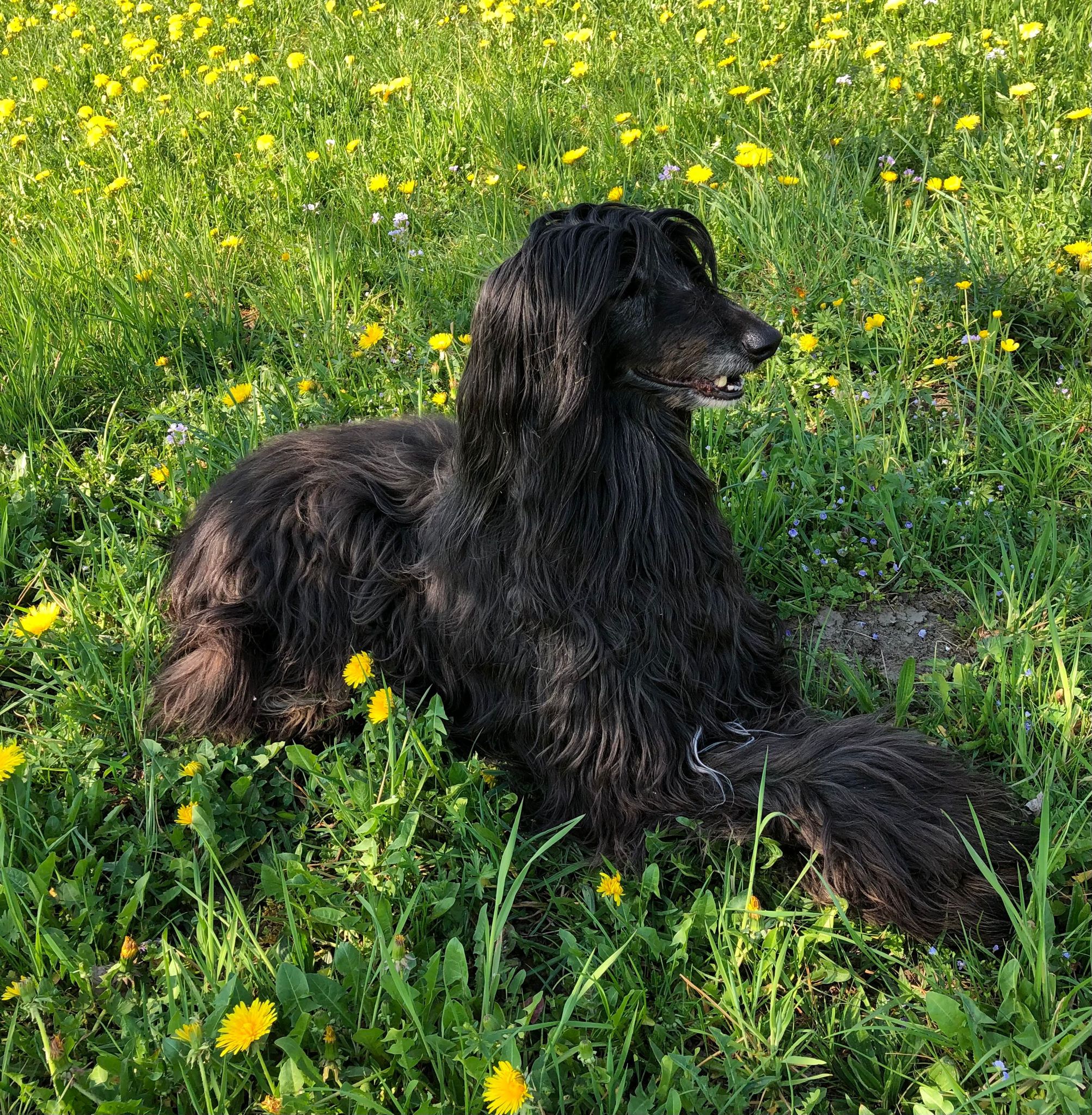Die schöne Saira ist tot