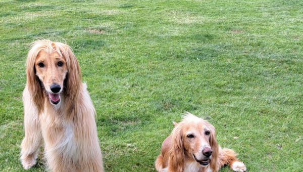 Unser Sammy hat es geschafft