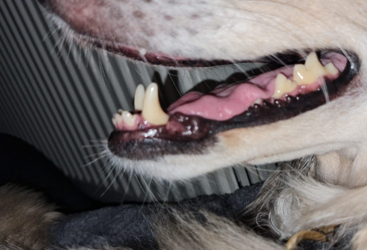 Adoption von Zahnsanierungen