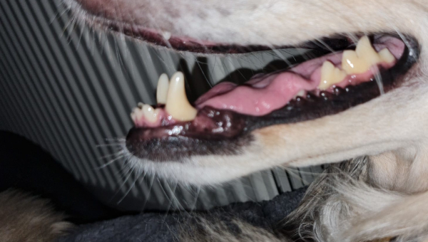 Adoption von Zahnsanierungen