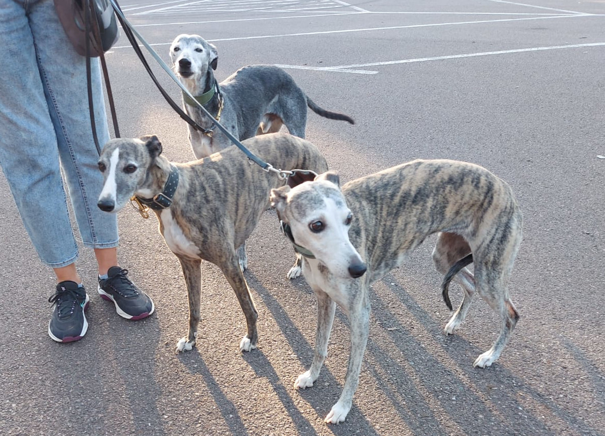 Whippet-Hündin: Hazel