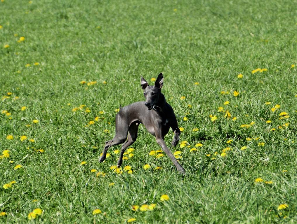 Windspiel-Rüde: MANNI