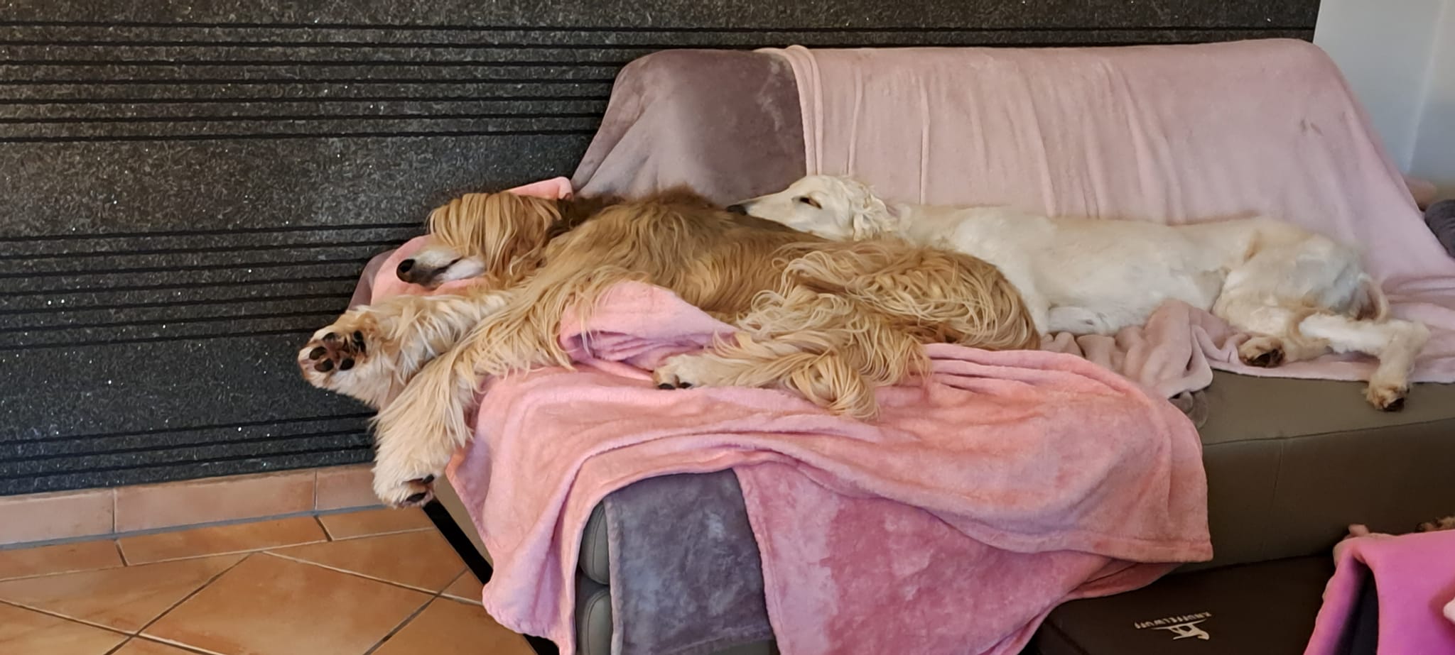 Afghanen-Hündin: Schneewittchen