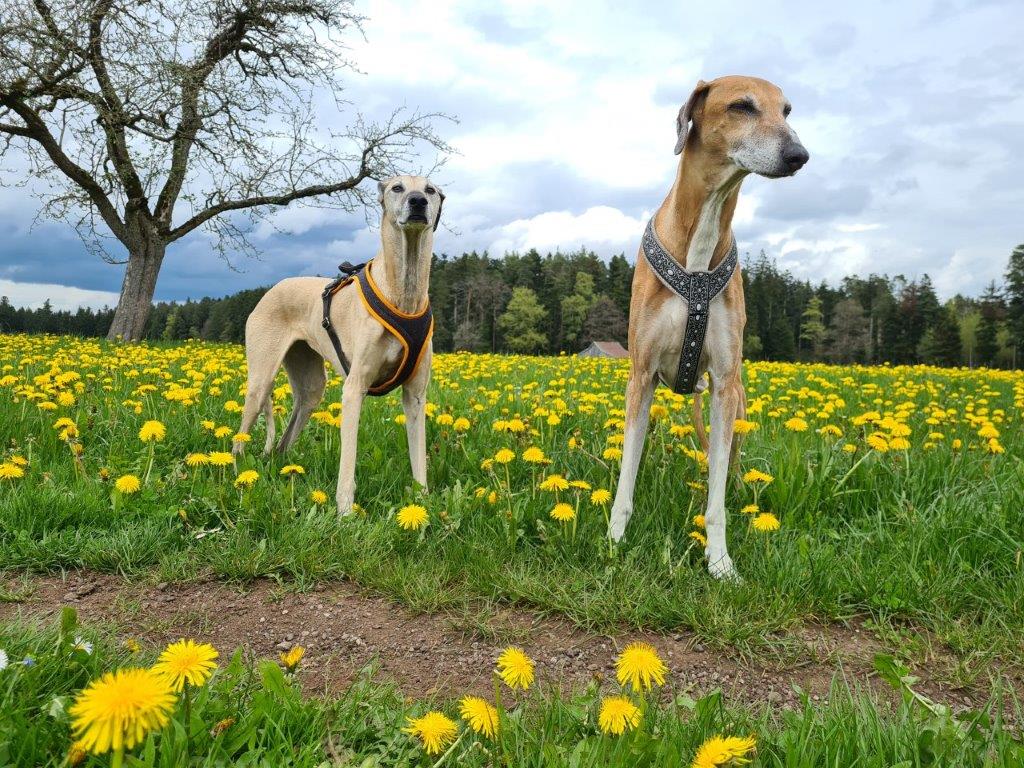 ein Grüßle von Anique & Robi