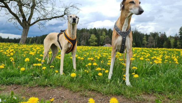 ein Grüßle von Anique & Robi