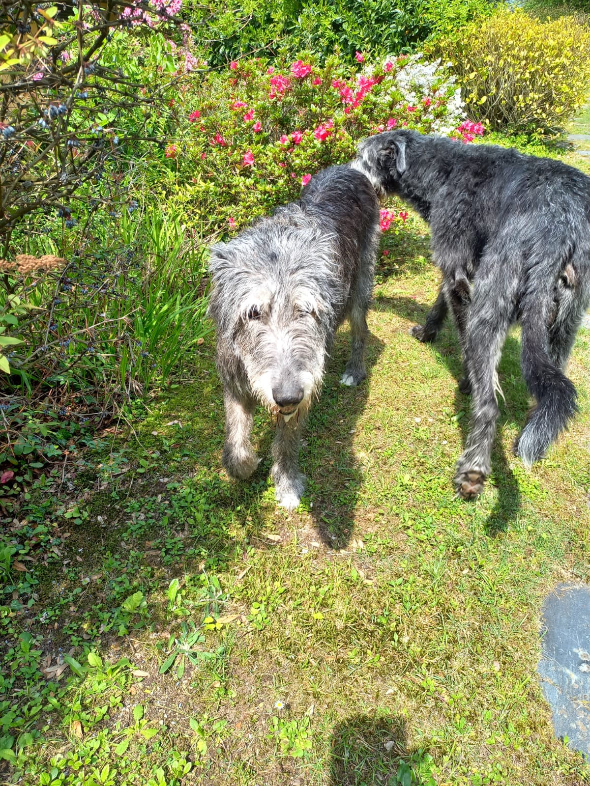 Ein Nachruf auf Zierri