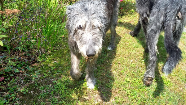 Ein Nachruf auf Zierri