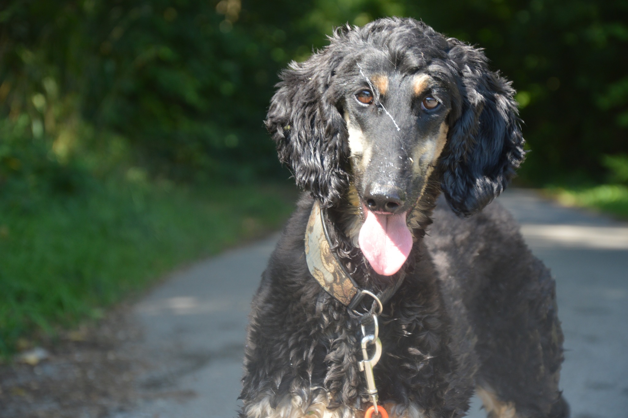 Kleines dickes Naturhündchen sucht 