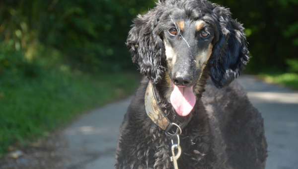 Kleines dickes Naturhündchen sucht 