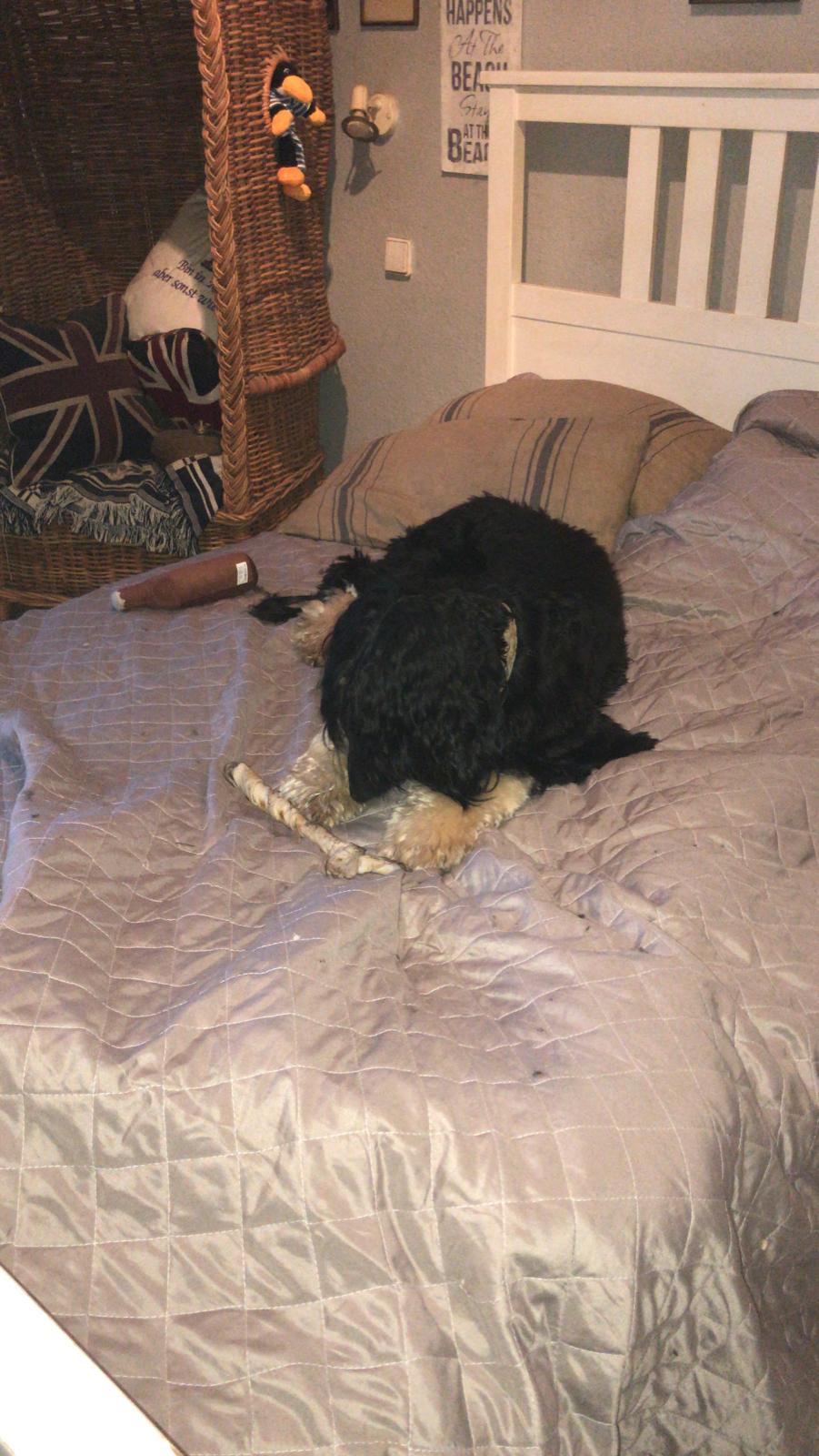 Unsere Taffy hat ein eigenes Frauchen