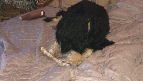 Unsere Taffy hat ein eigenes Frauchen