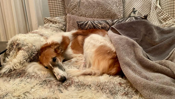 Mausi lässt es sich gut gehen