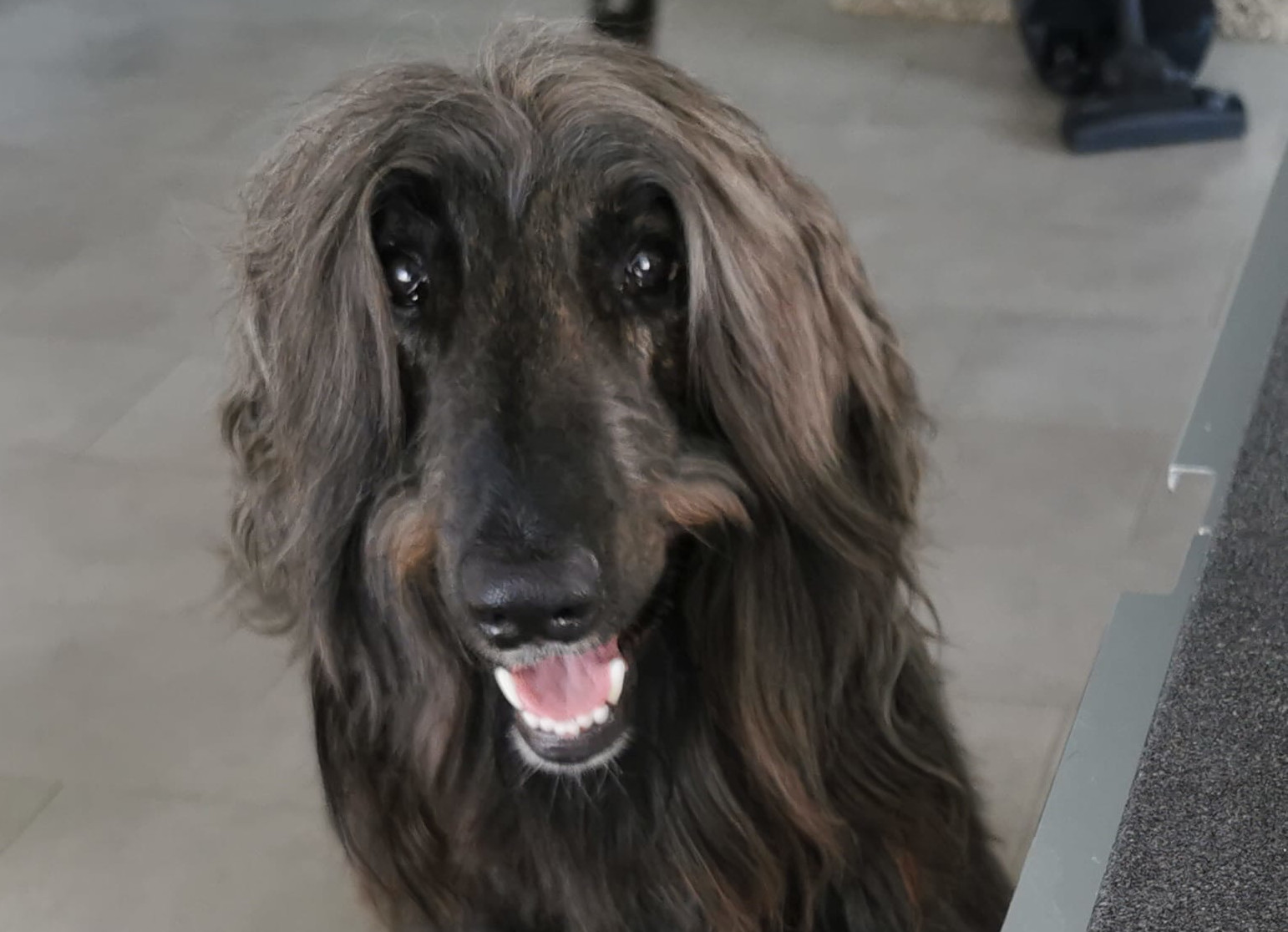 initiative Windhundhilfe e.V. Enzo ist bereit