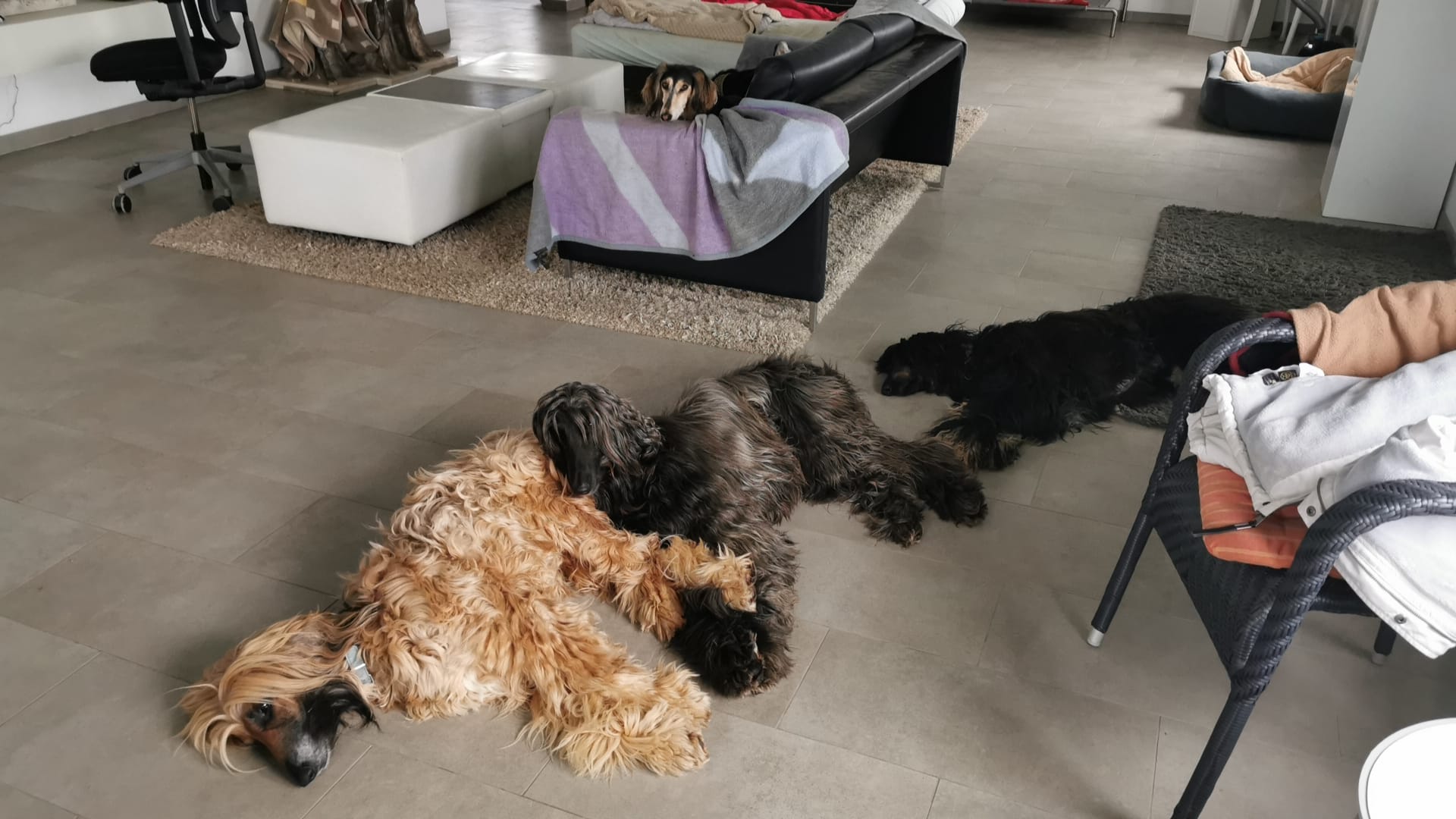 Kuscheln kann Enzo auch  