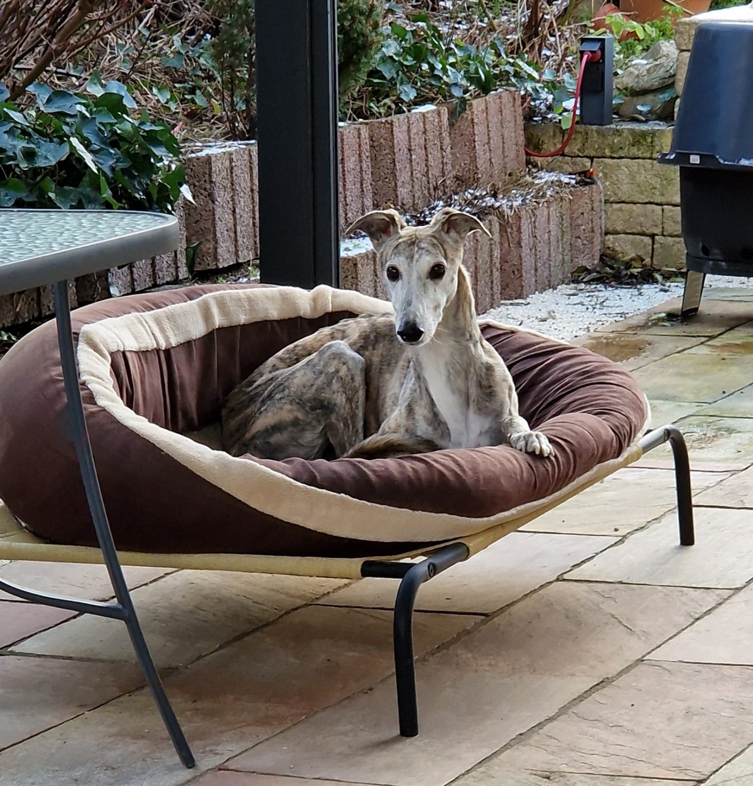 Milo in seinem neuen Zuhause