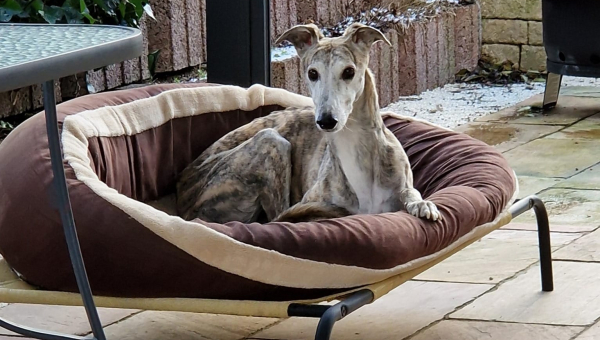 Milo in seinem neuen Zuhause