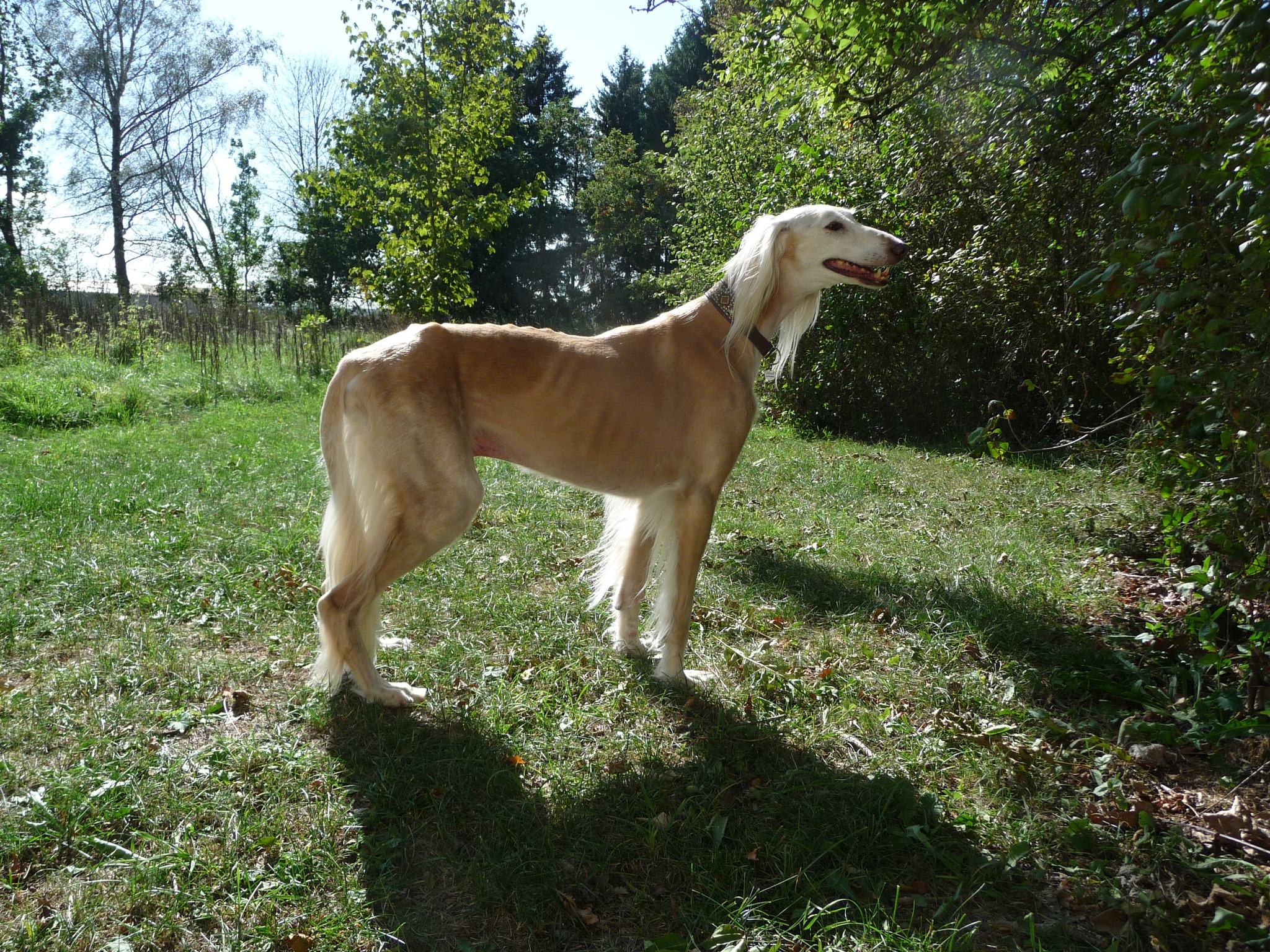 Saluki-Rüde: Efendi