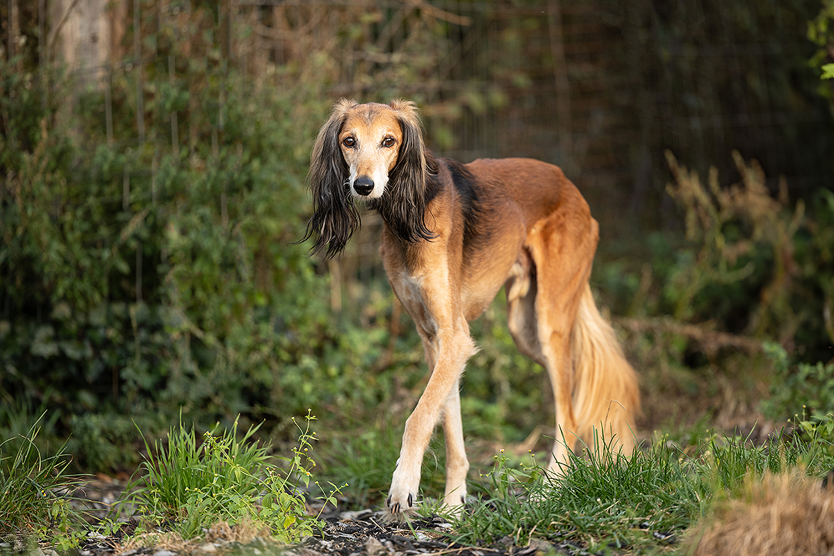 Saluki-Rüde: Gizai (ehemals Nael)