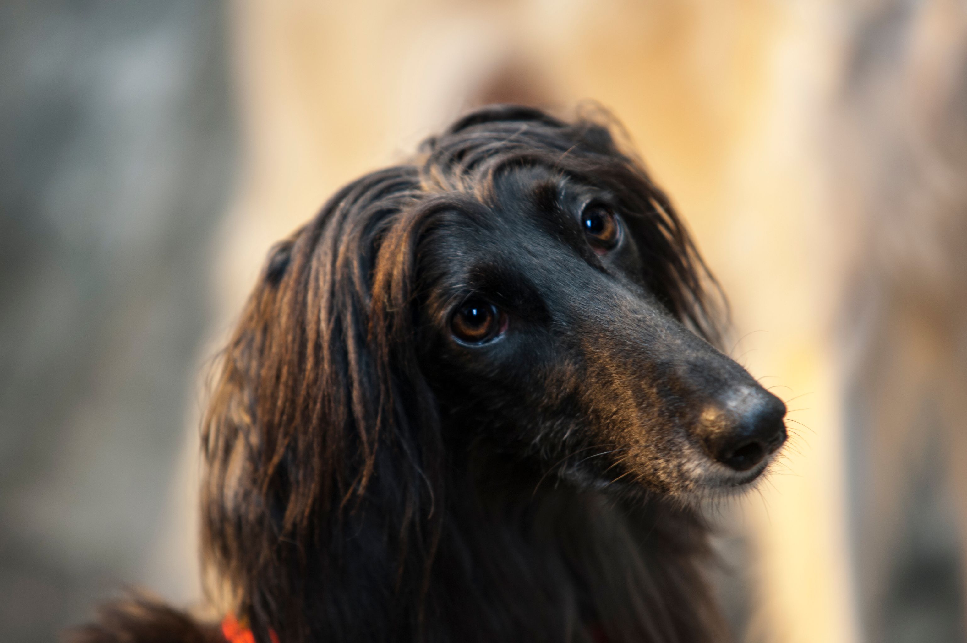 Afghane-Saluki-Mix-Hündin: BELLA