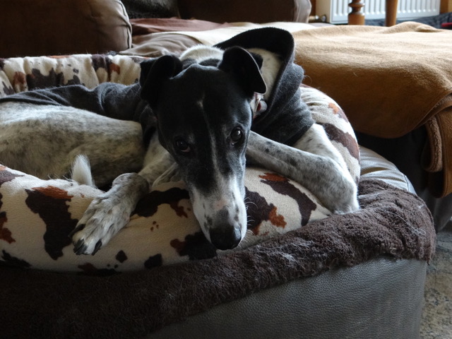 Mickey ist im Hundehimmel