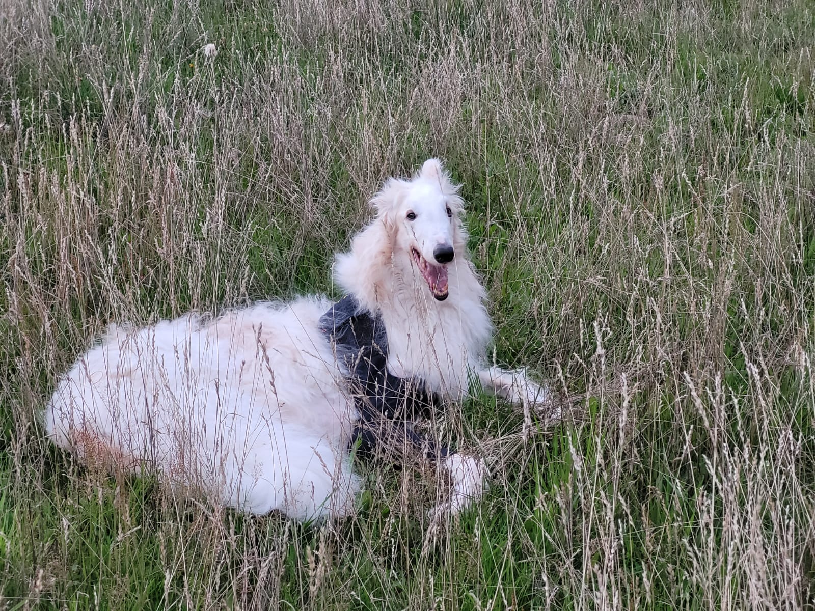 Joschi - unser Paten-Barsoi