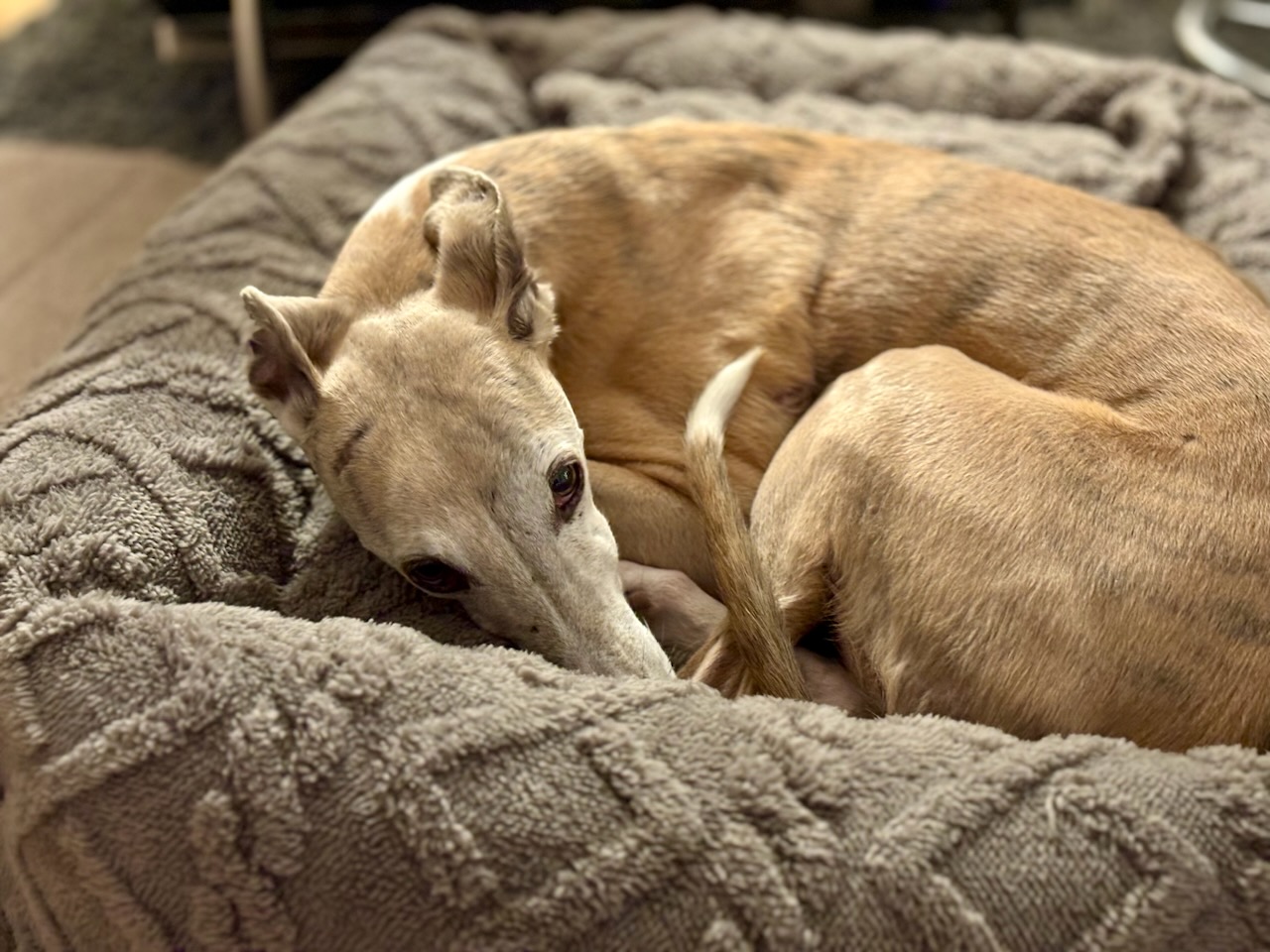 Grüße von Emile 2024