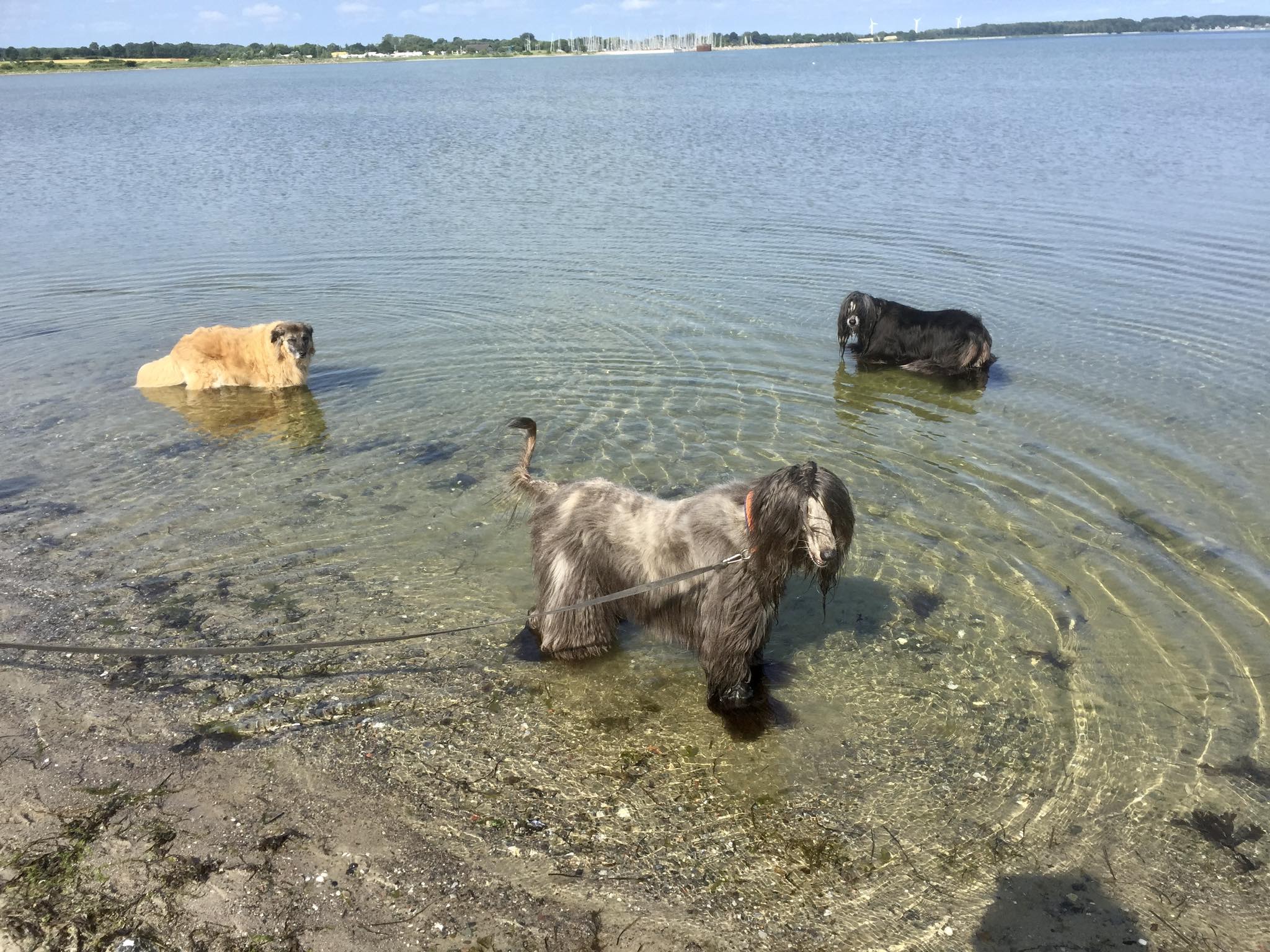 Tschüss schöne Arielle