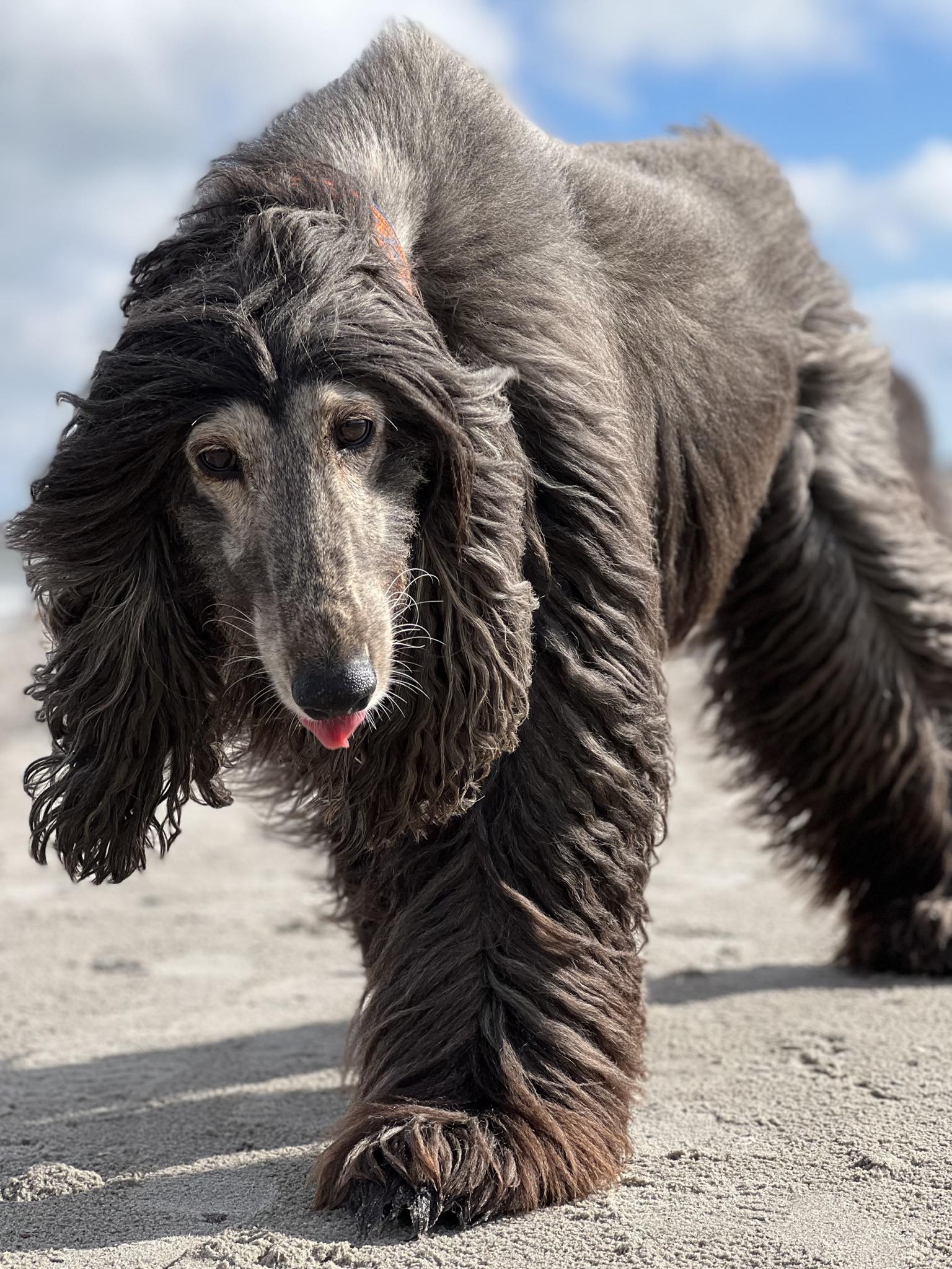 Afghanen-Hündin: Arielle (ehemals MARIAM)