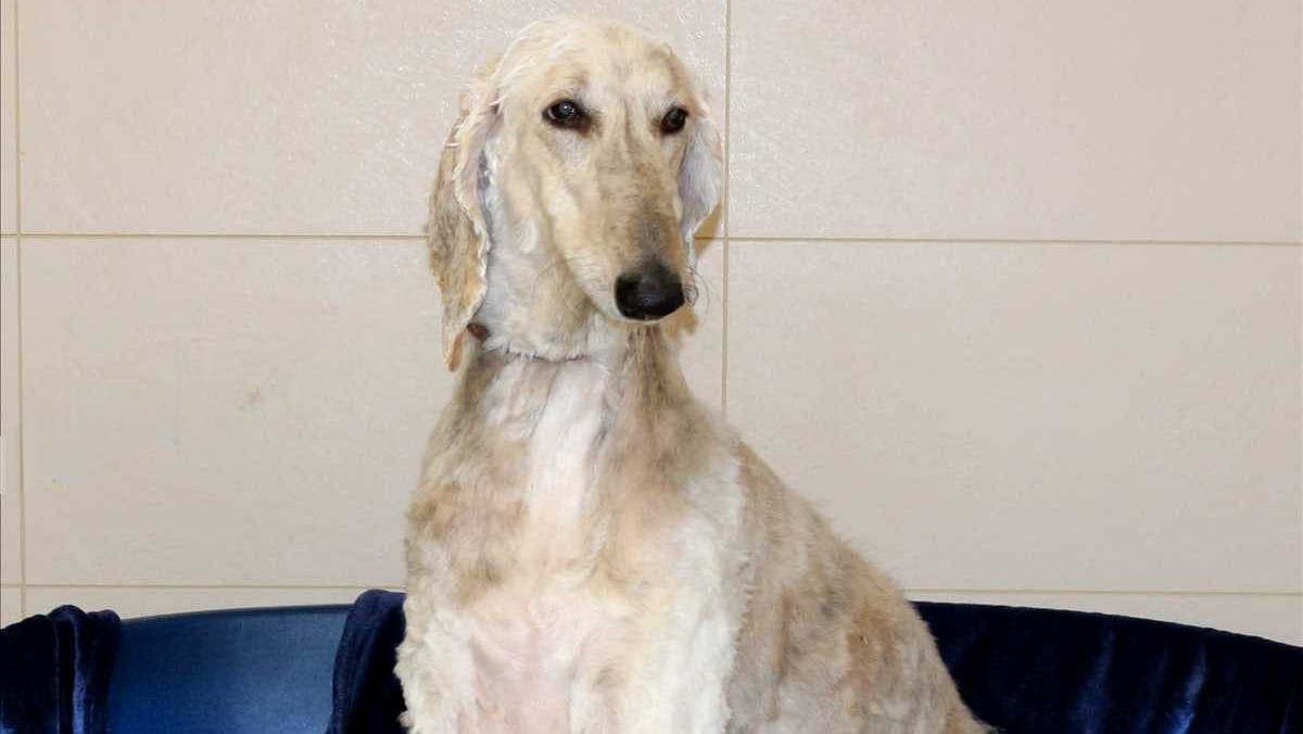 Amigo im TH München