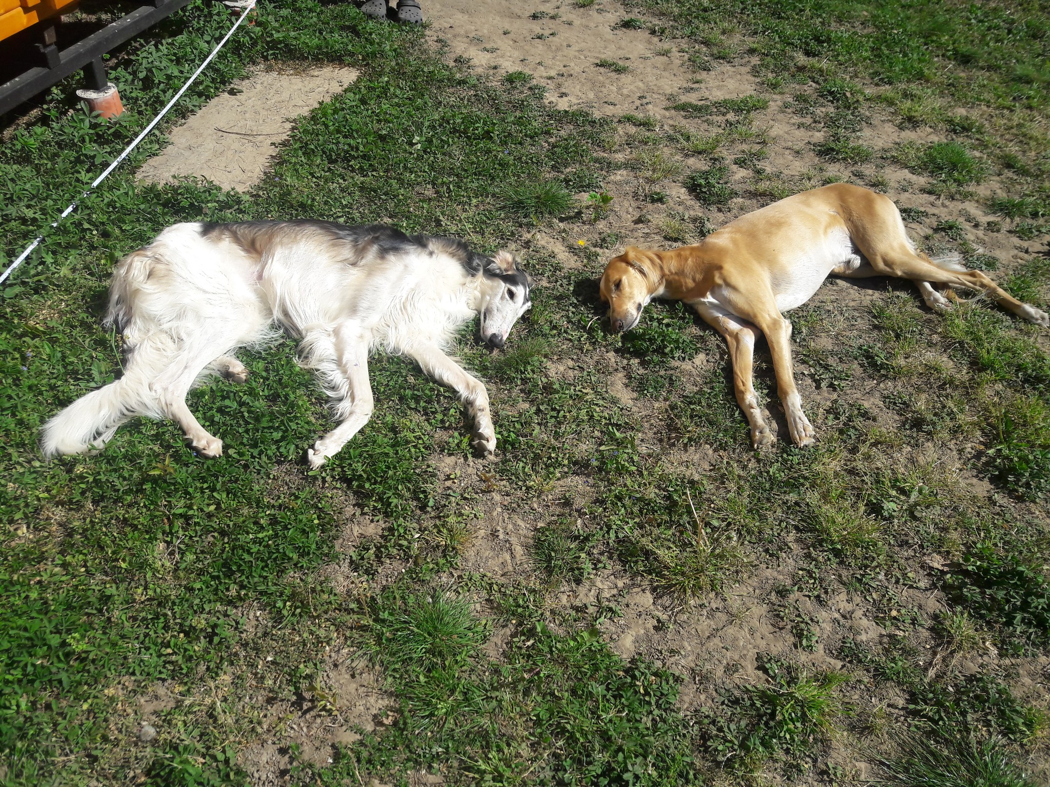 Saluki-Rüde: CHARIME