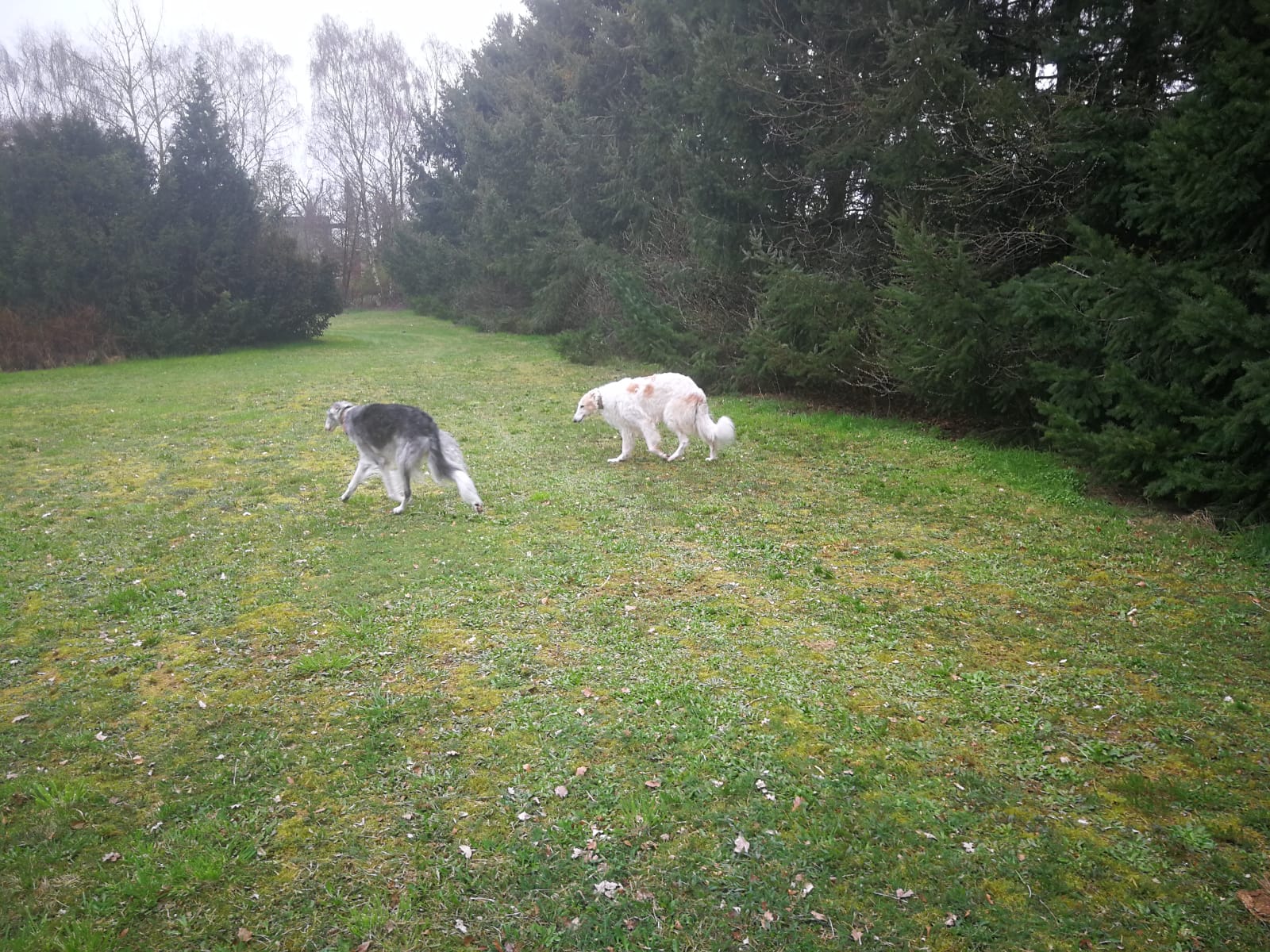 Barsois: Alexa & Balduin