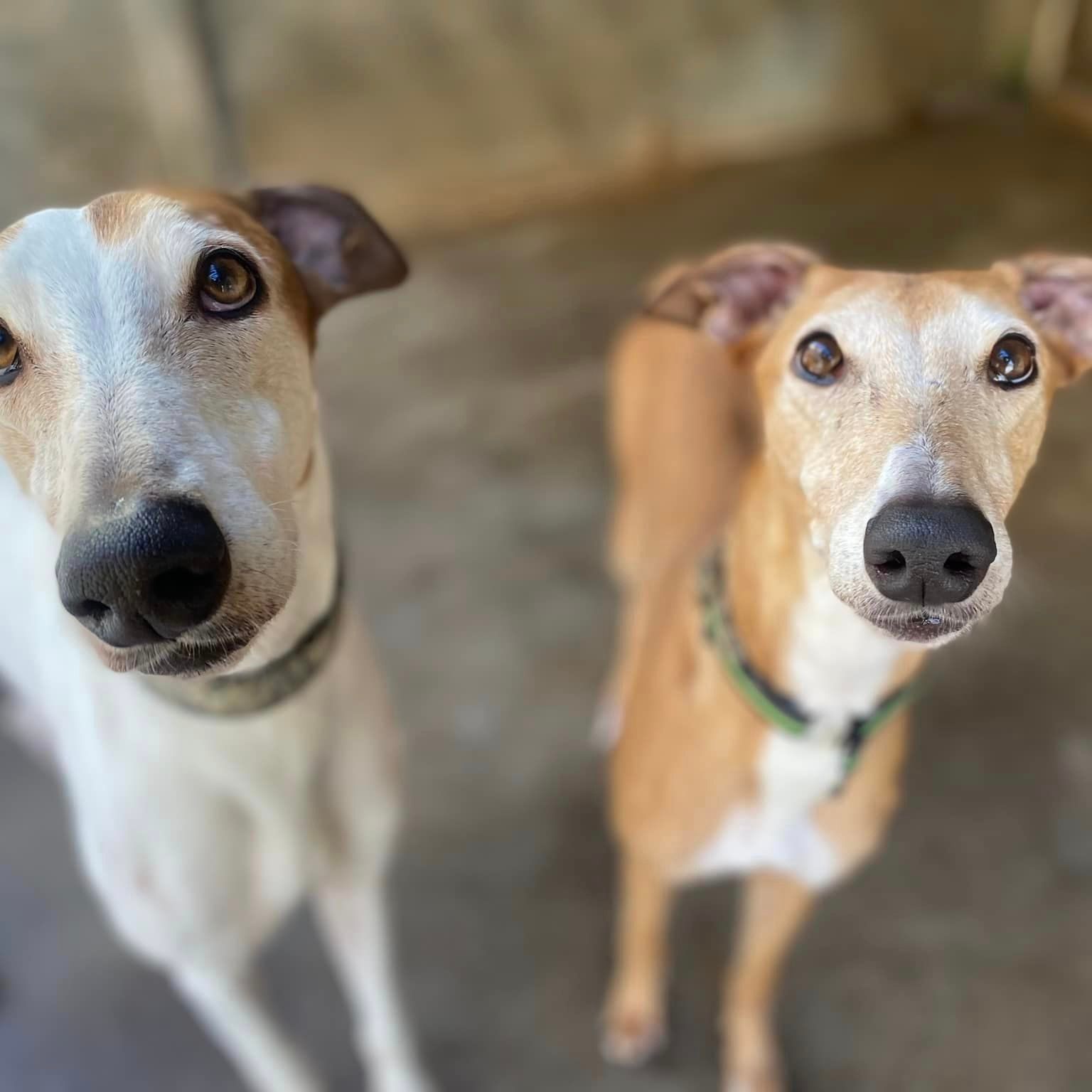 News von Dane & Börnet