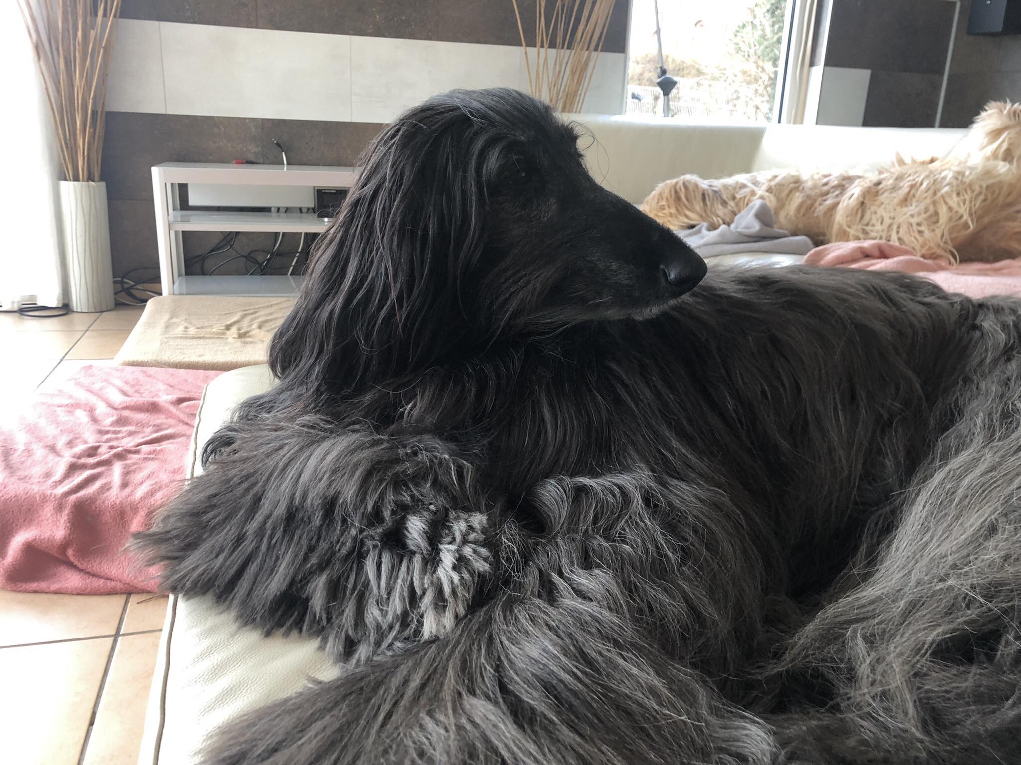 Afghanen-Hündin: Joyce