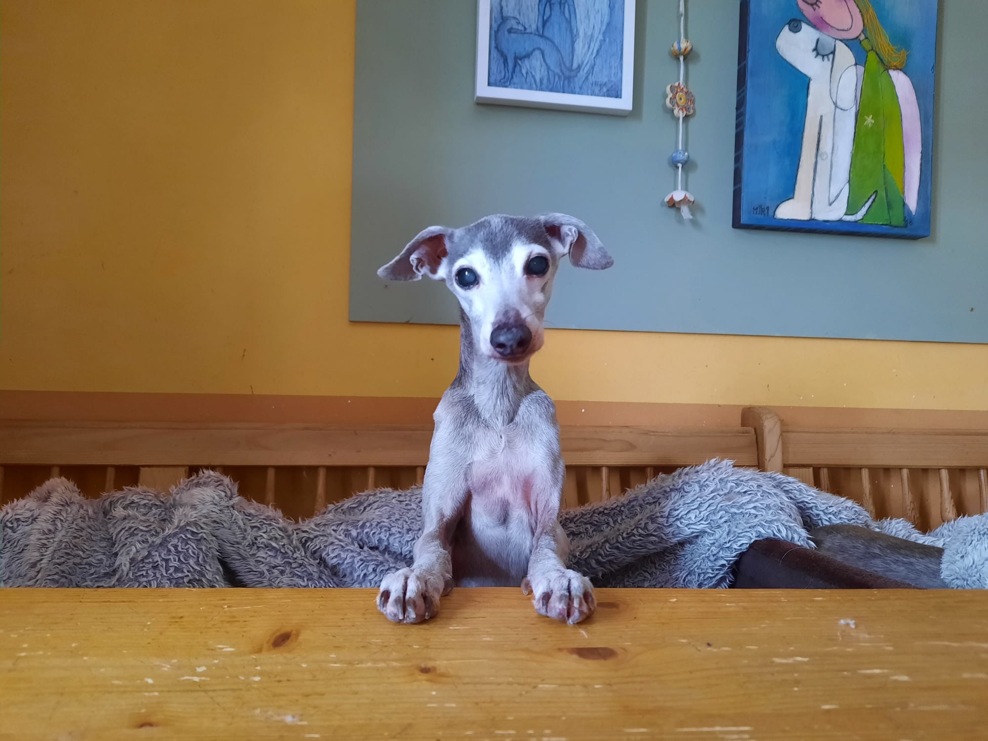 Windspiel-Rüde: FRODO