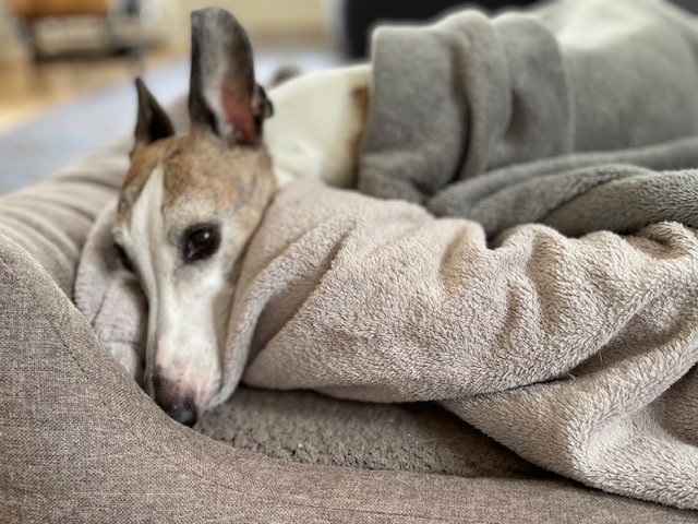 Whippet-Rüde: MILOW