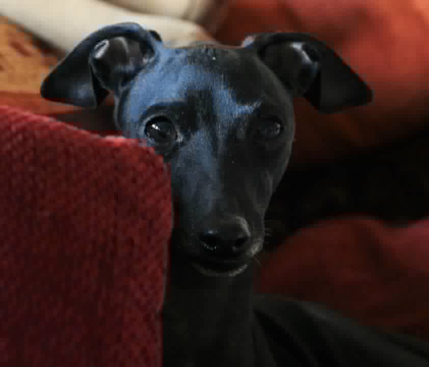 Windspiel-Rüde: WILLOW