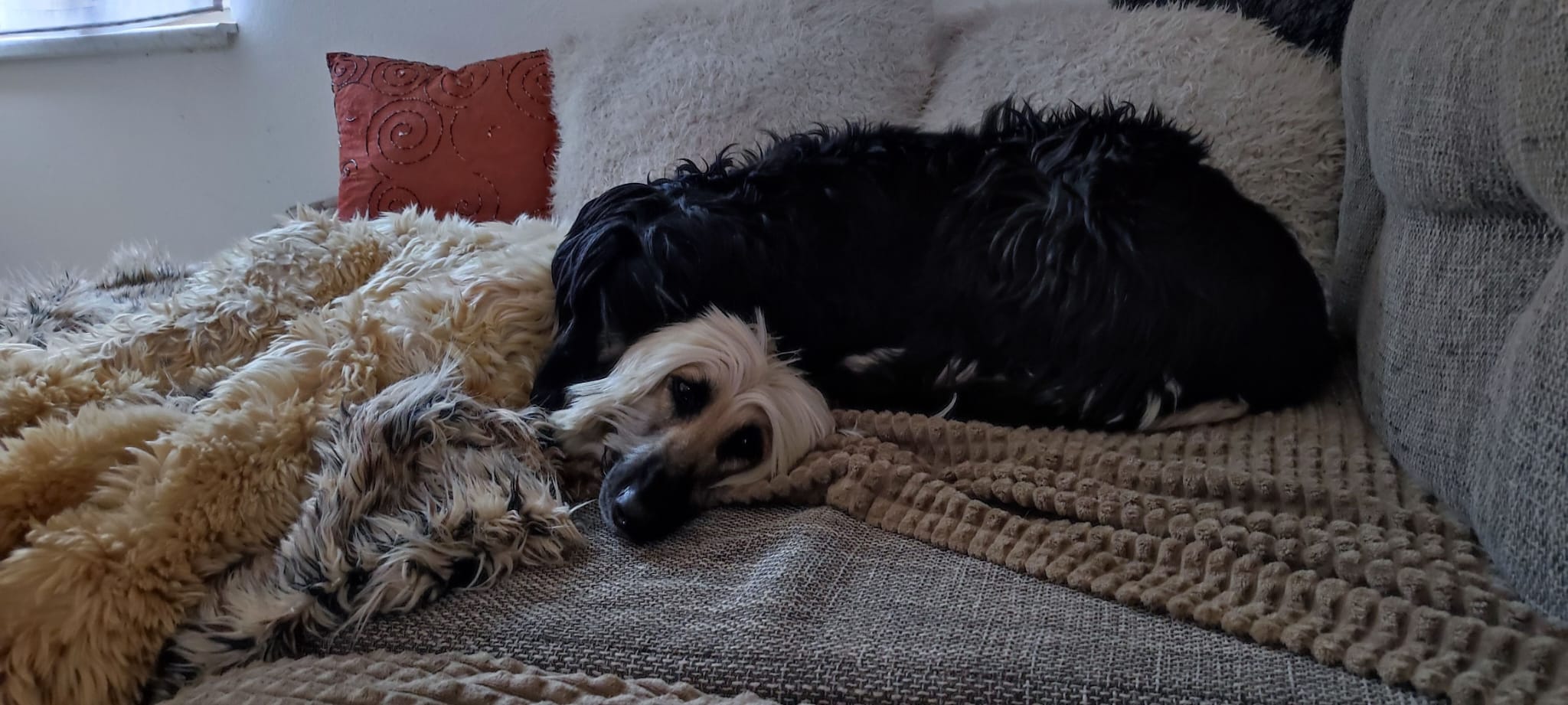 Afghanen-Rüde: Daris