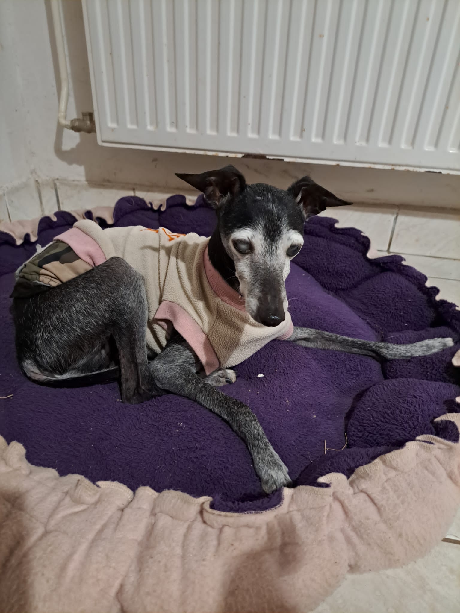 Windspiel-Rüde: CHASING