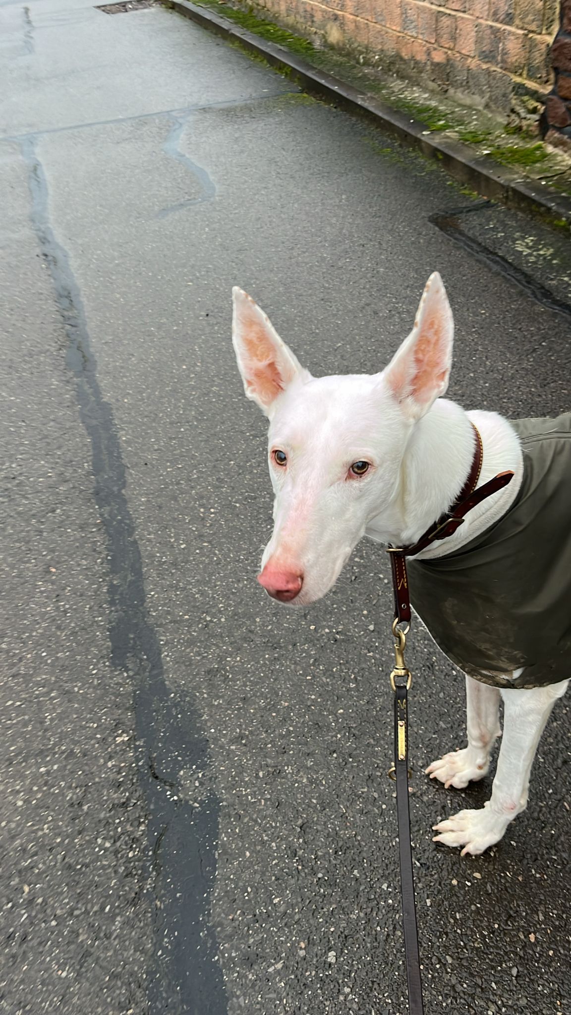 Podenco-Ibicenco-Rüde: GALINEO