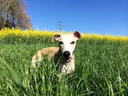 Whippet-Rüde: RUFFY
