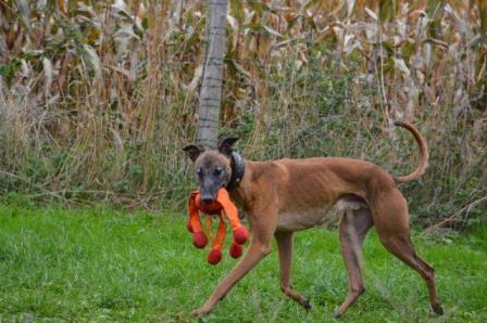 Whippet-Rüde: CHARLIE